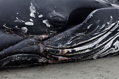 whales dieing from plastic bags fake science